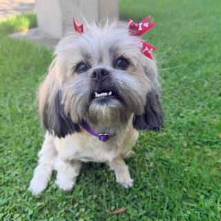 LUNA, Adopted, Adult Female Shih Tzu.