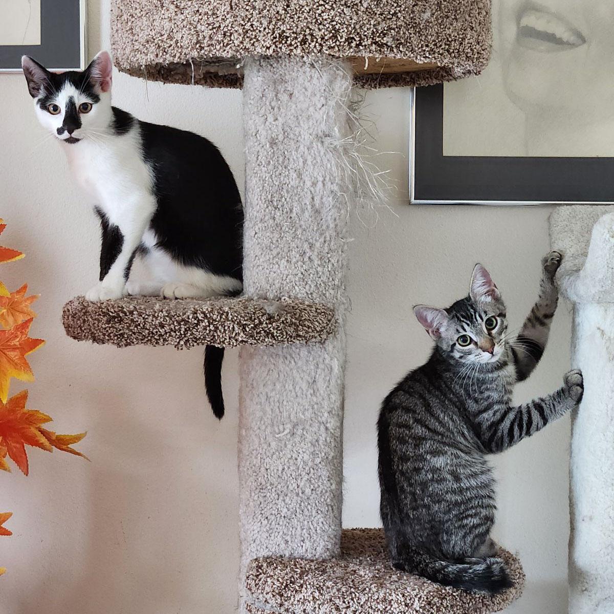 brothers Chestnut & Almond, Adoptable, Kitten Male Tabby & American Shorthair.