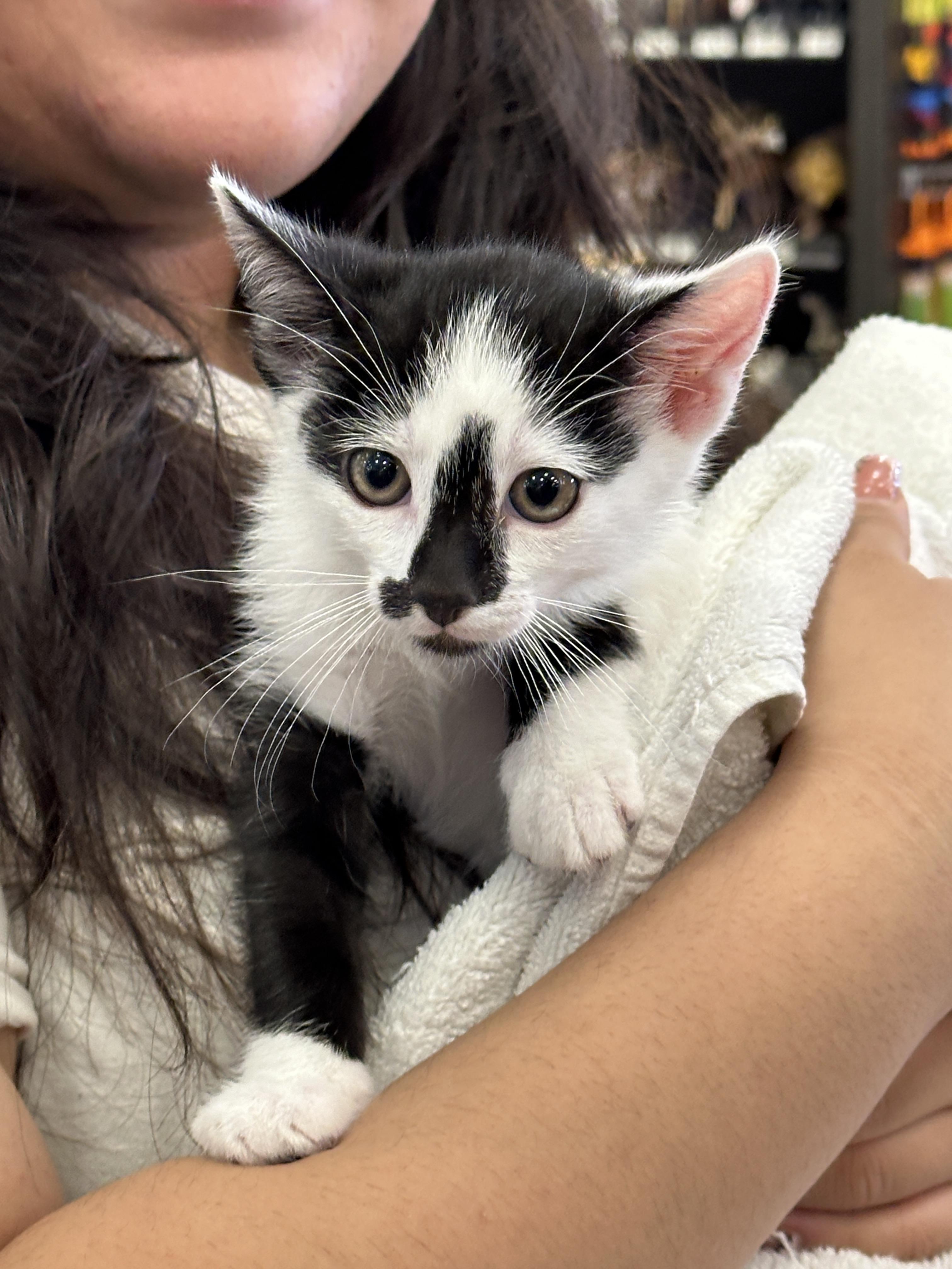 brothers Chestnut & Almond, a Adoptable mixed breed in Toluca Lake, CA image 3/3
