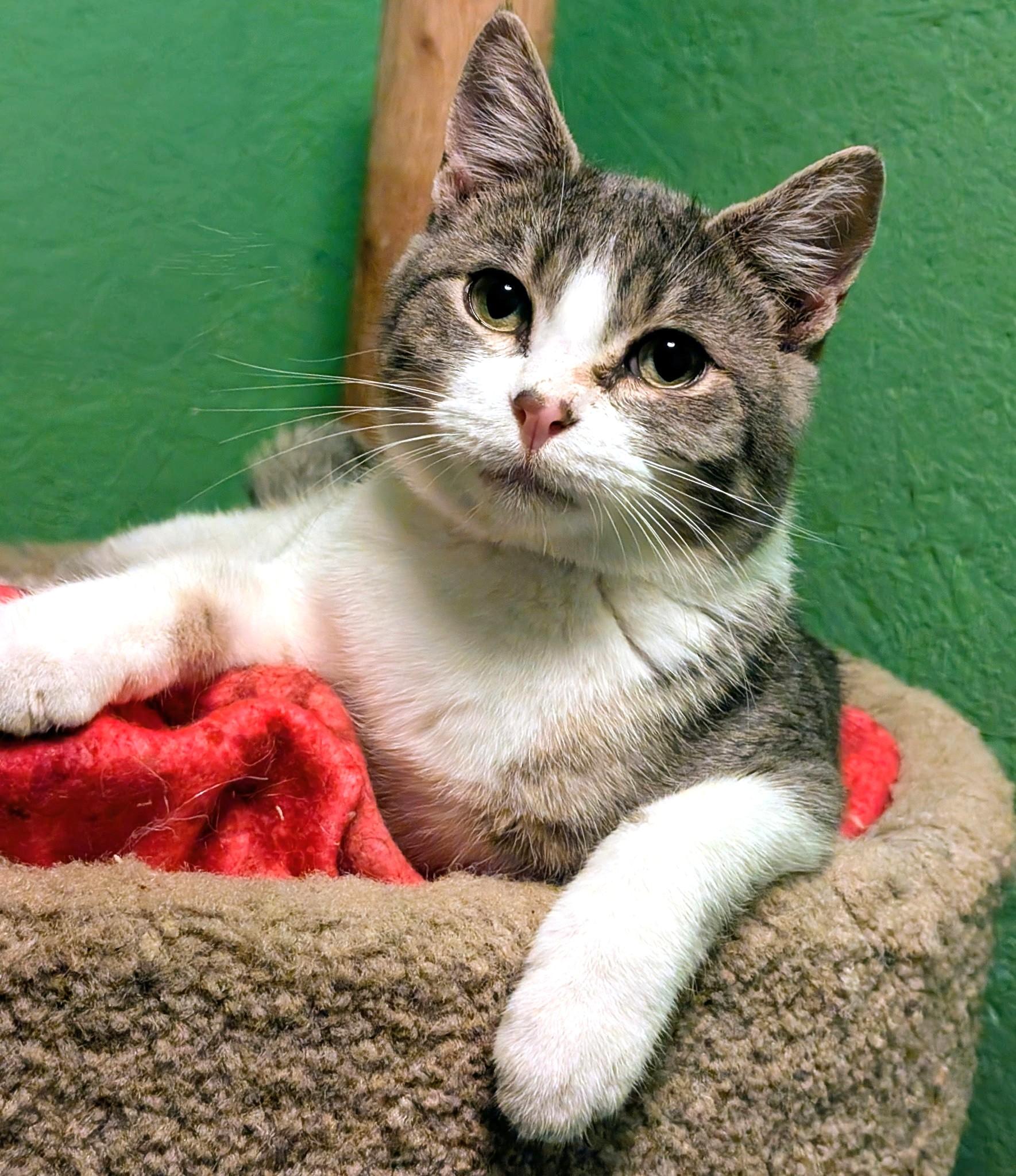 Enlarge Simon & Sinclair: Goofballs!, a ADOPTABLE Tabby in Newport, WA image 4/6