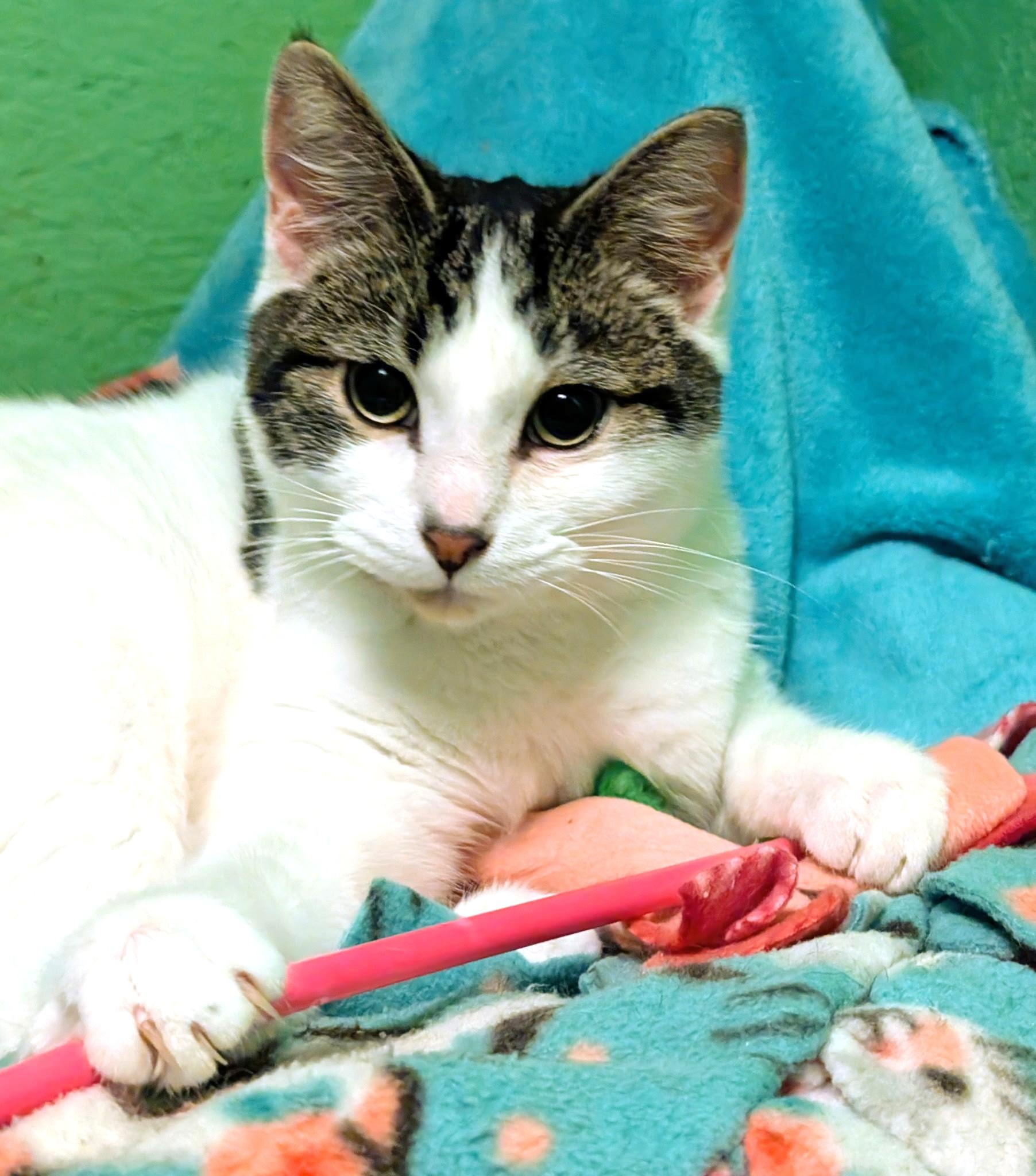 Enlarge Simon & Sinclair: Goofballs!, a ADOPTABLE Tabby in Newport, WA image 3/6