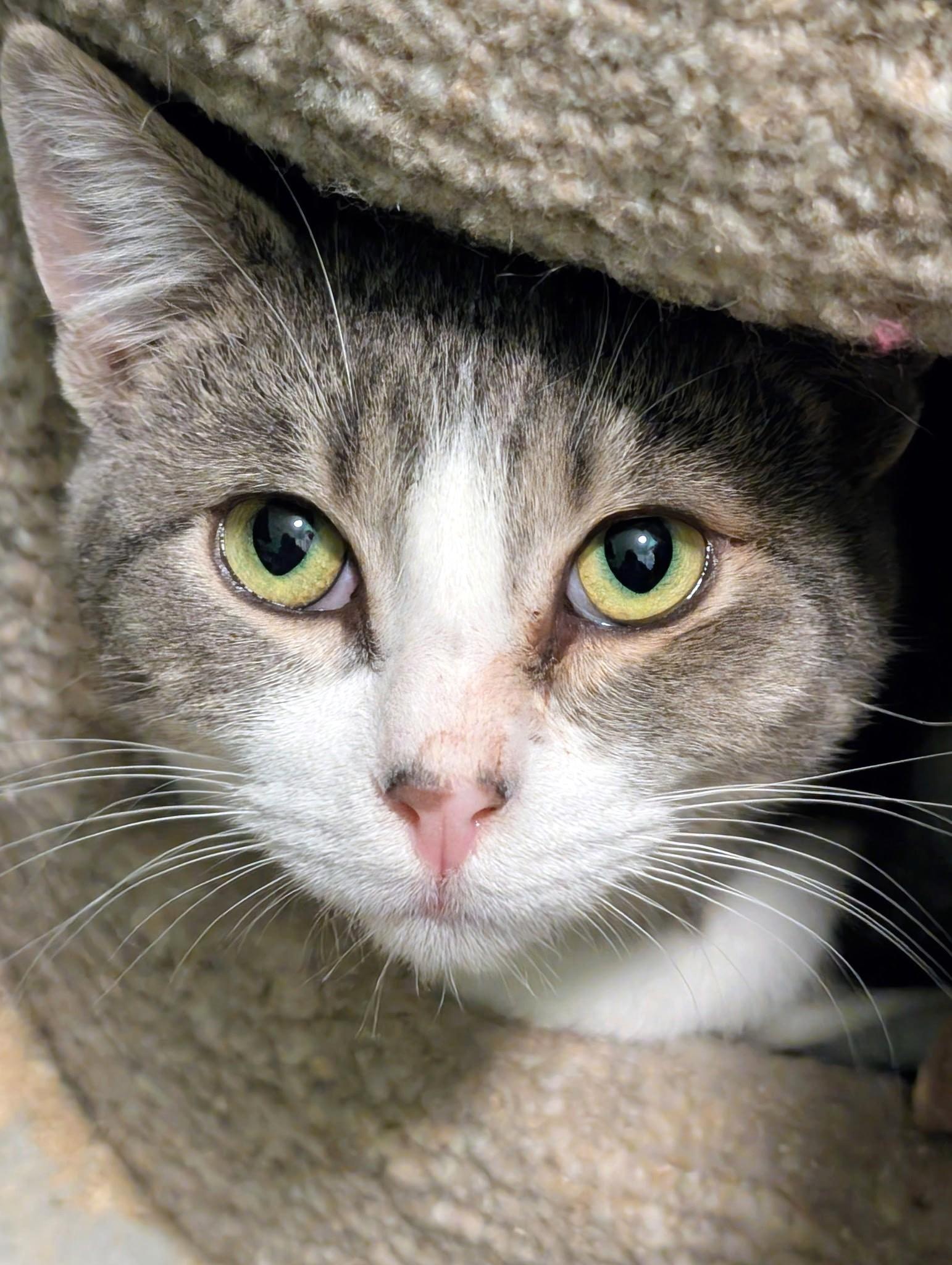 Enlarge Simon & Sinclair: Goofballs!, a ADOPTABLE Tabby in Newport, WA image 6/6