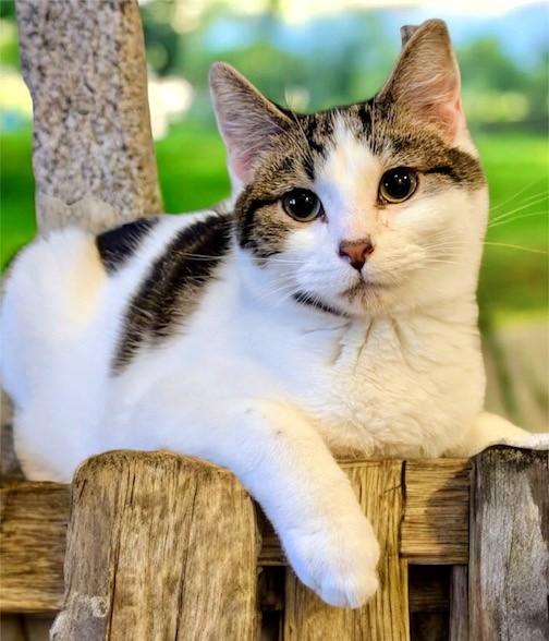 Simon & Sinclair: Goofballs!, ADOPTABLE, Young Male Tabby.