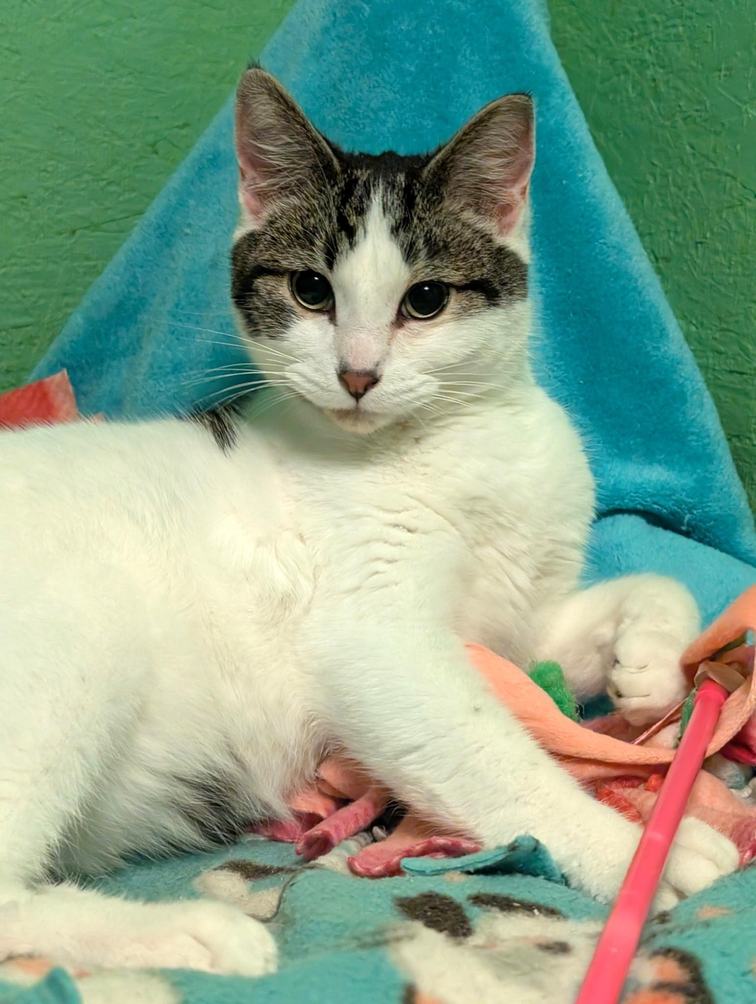 Enlarge Simon & Sinclair: Goofballs!, a ADOPTABLE Tabby in Newport, WA image 5/6
