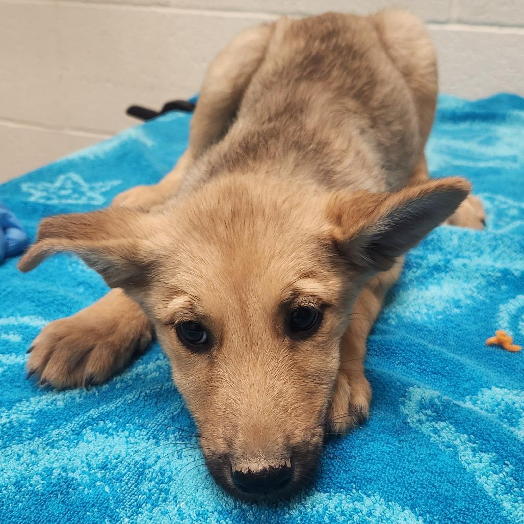 Lae'zel, Adoptable, Puppy Female German Shepherd Dog & Labrador Retriever.