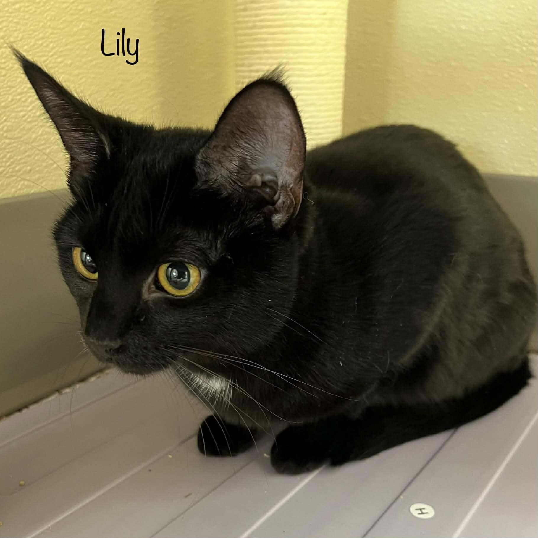 Lily, adopted, Adult Female Domestic Short Hair.