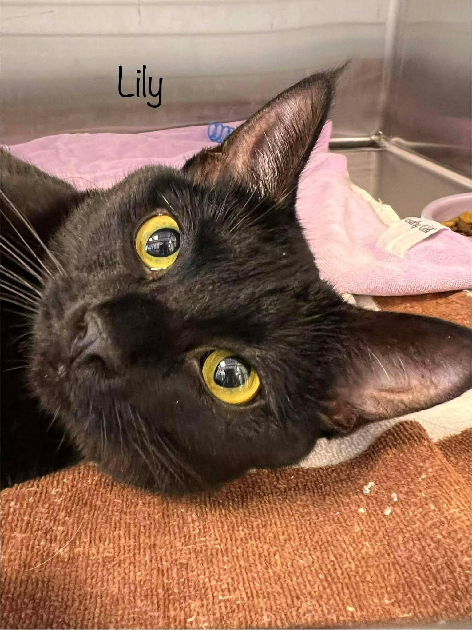 Enlarge Lily, an adopted Domestic Short Hair in Oak Ridge, TN image 2/4