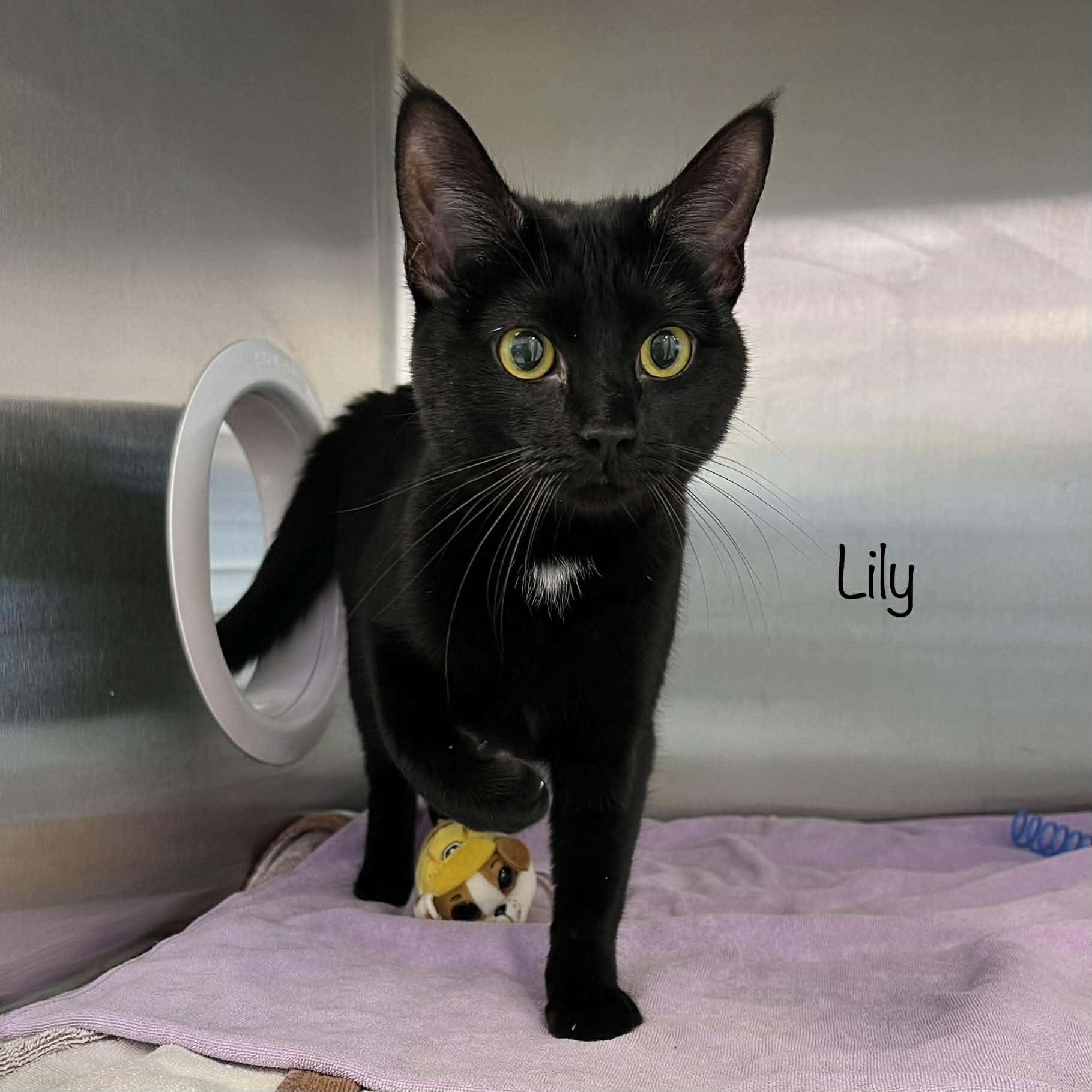 Enlarge Lily, an adopted Domestic Short Hair in Oak Ridge, TN image 3/4