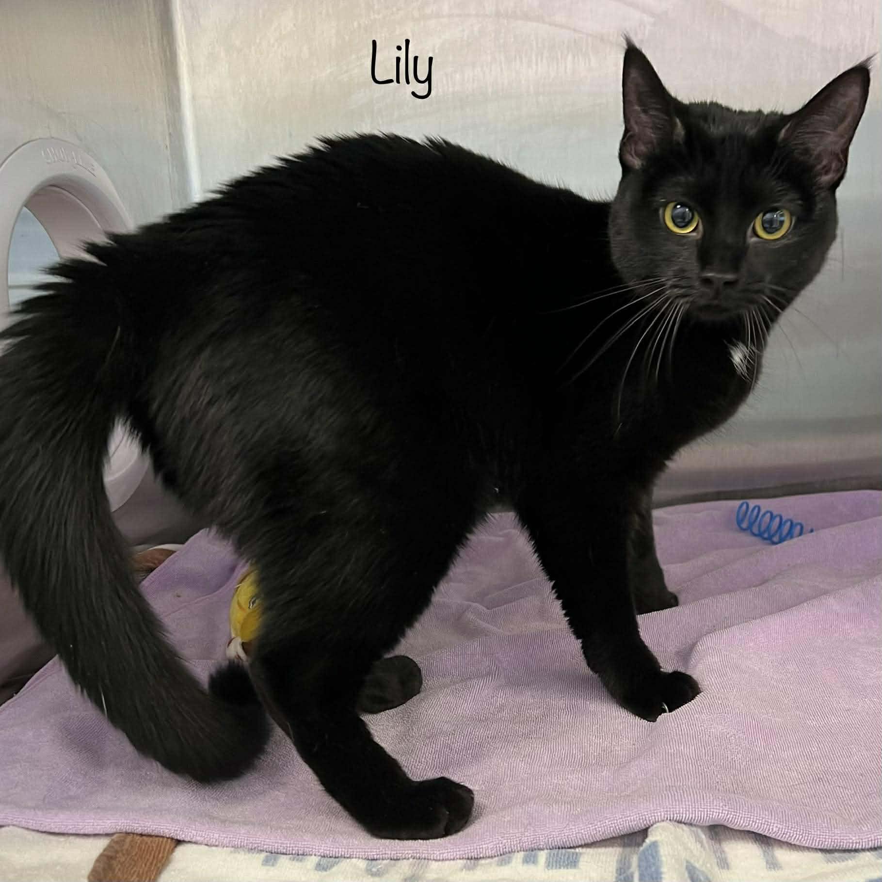 Enlarge Lily, an adopted Domestic Short Hair in Oak Ridge, TN image 4/4