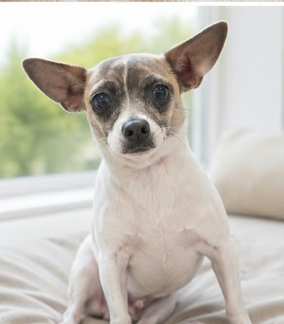 Enlarge Tilly, a ADOPTABLE mixed breed in Sparta, WI image 1/1