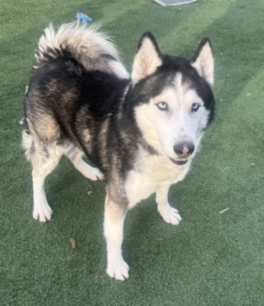 Enlarge VICTOR, a Adoptable Siberian Husky in Chatsworth, CA image 1/1