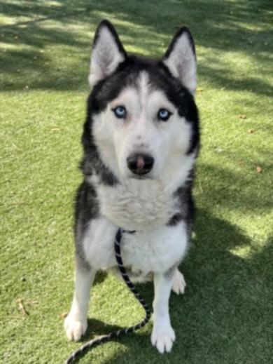 VICTOR, Adoptable, Adult Male Siberian Husky.