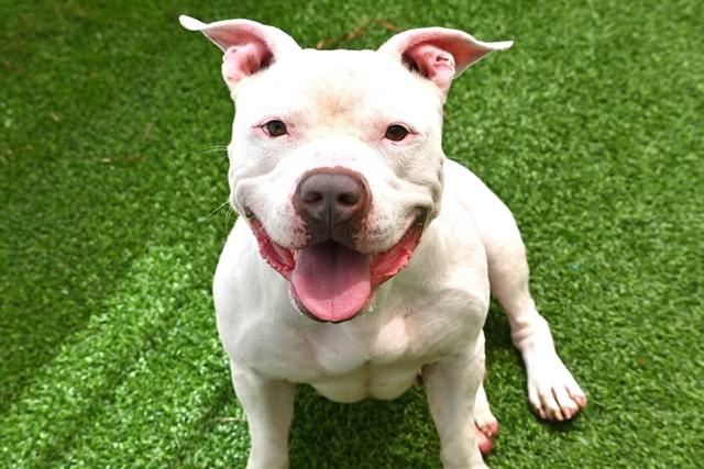MOODENG, Adoptable, Adult Female American Staffordshire Terrier.