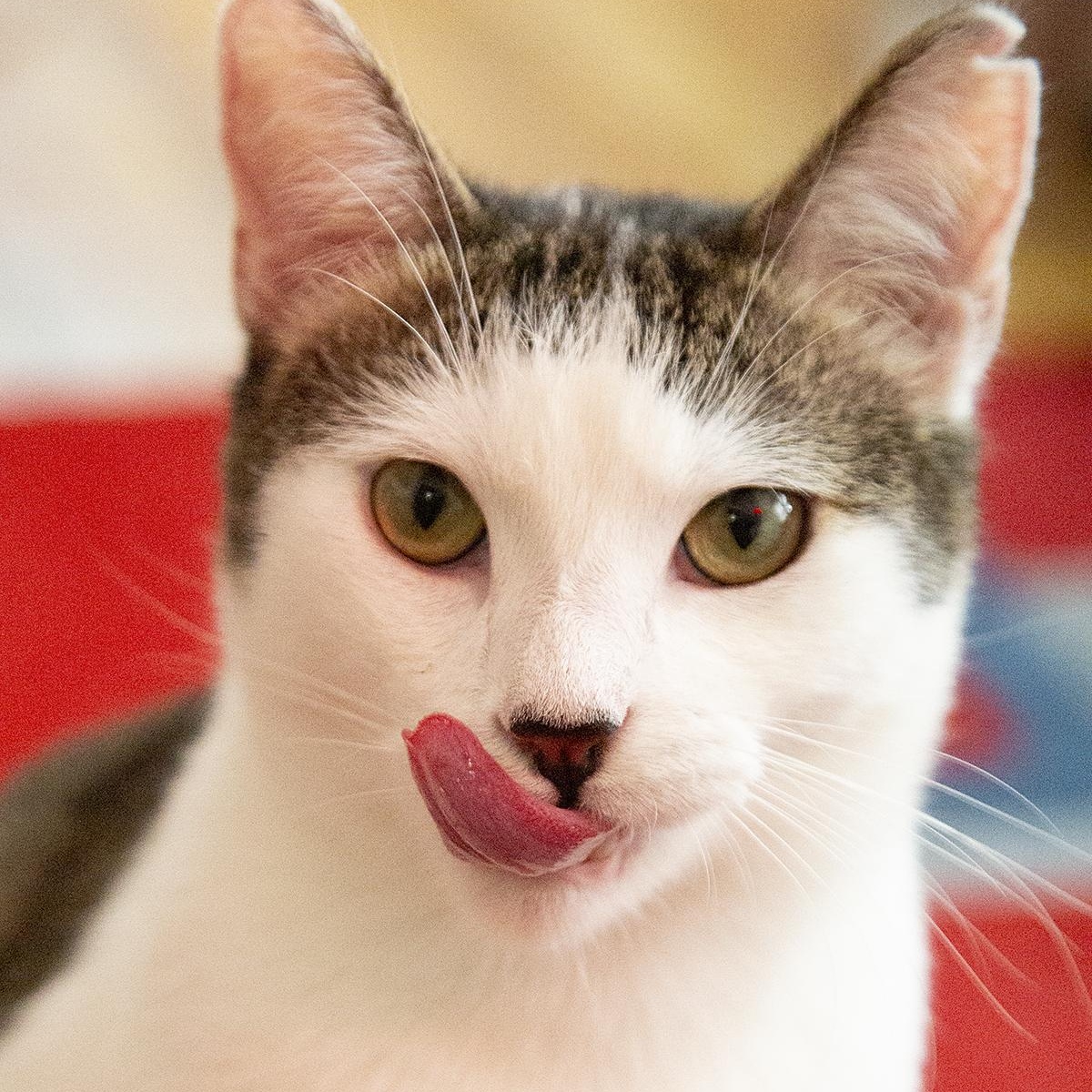 Meowgritte (& Pablo), a ADOPTABLE Domestic Short Hair in Chicago, IL image 5/6