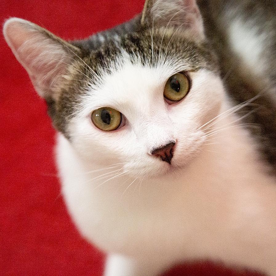 Meowgritte (& Pablo), ADOPTABLE, Young Male Domestic Short Hair.