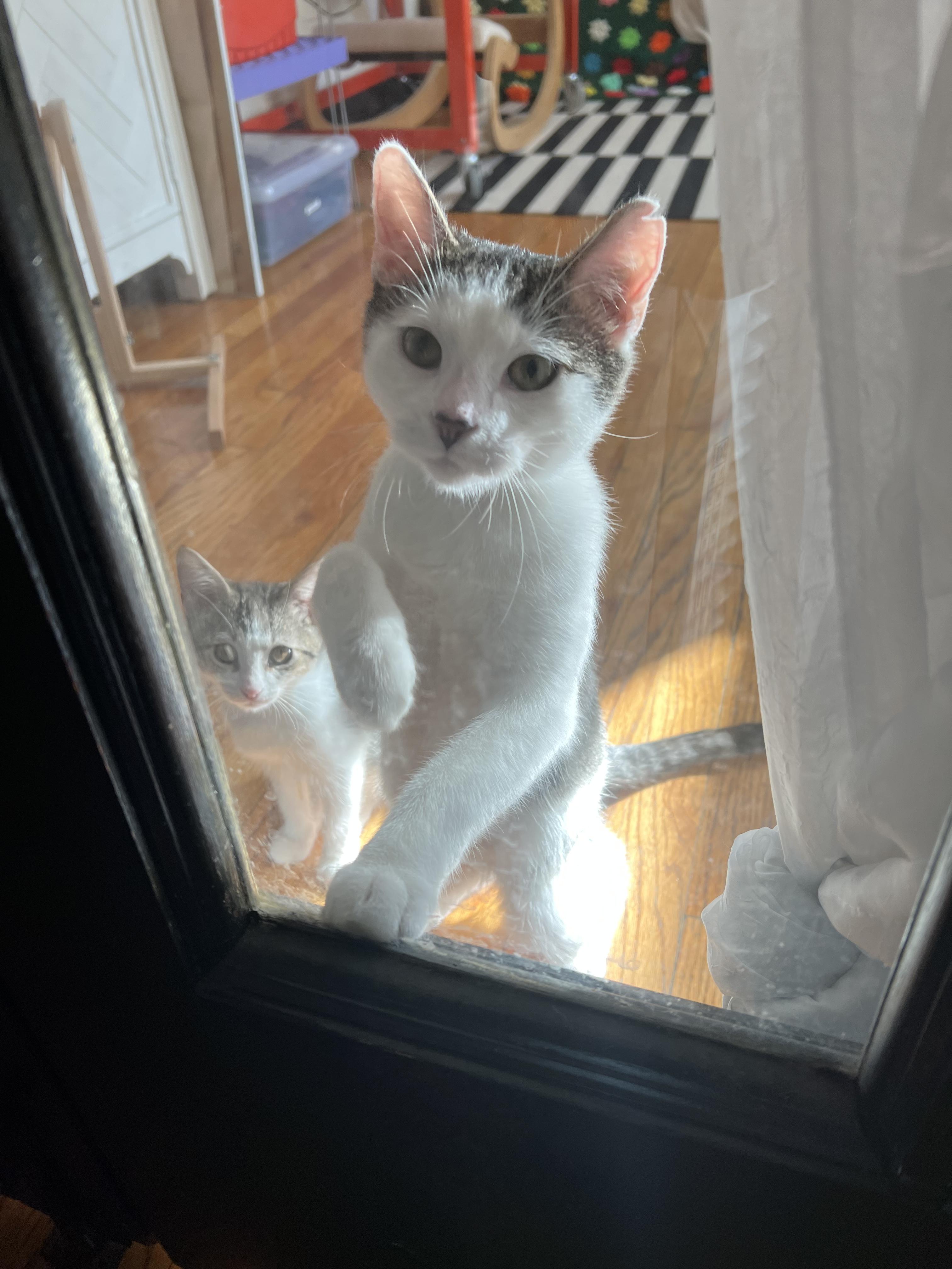 Enlarge Meowgritte (& Pablo), a ADOPTABLE Domestic Short Hair in Chicago, IL image 3/3