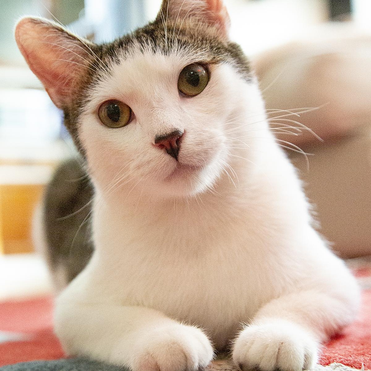 Meowgritte (& Pablo), a ADOPTABLE Domestic Short Hair in Chicago, IL image 3/6