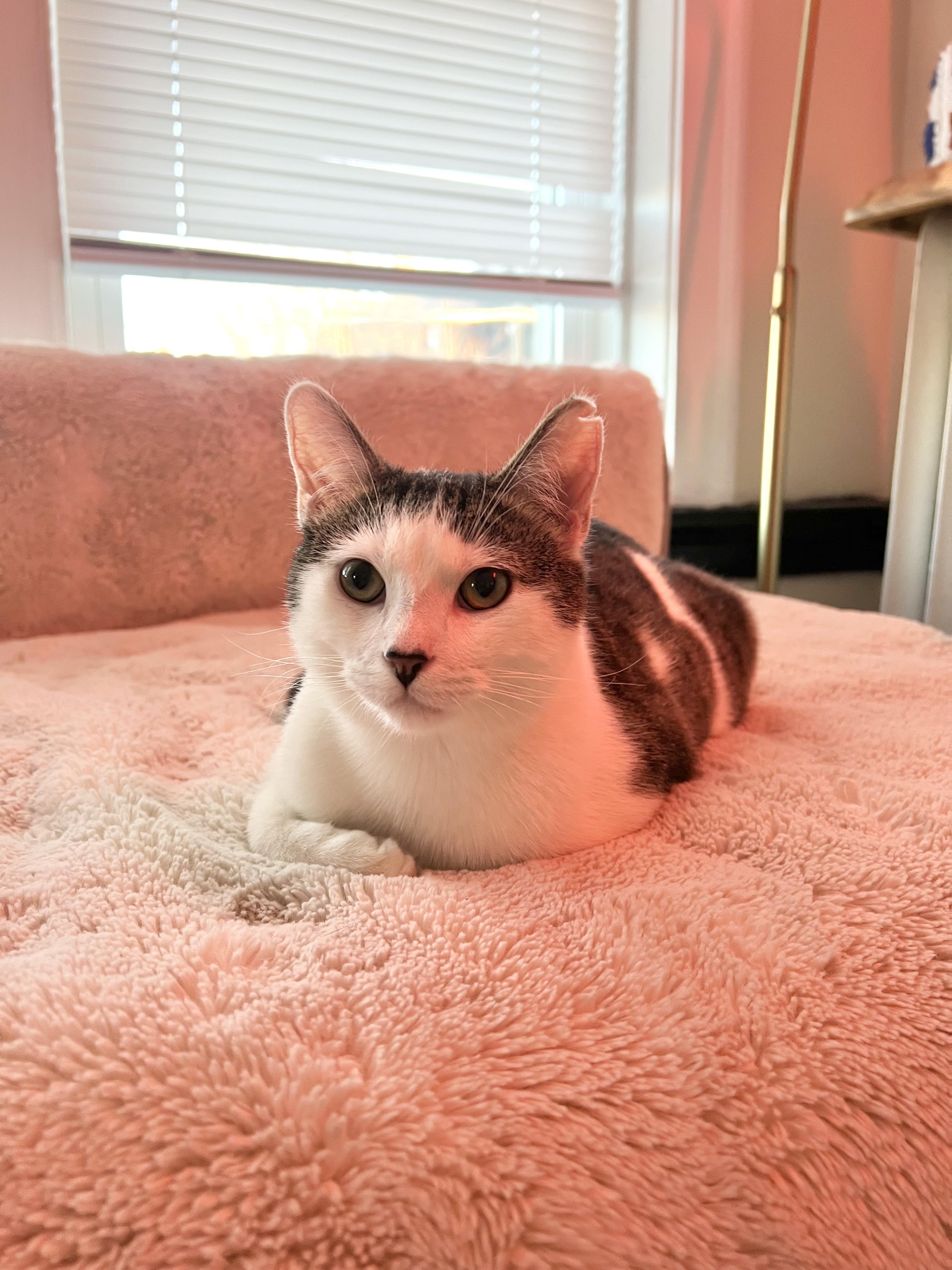 Meowgritte (& Pablo), ADOPTABLE, Kitten Male Domestic Short Hair.