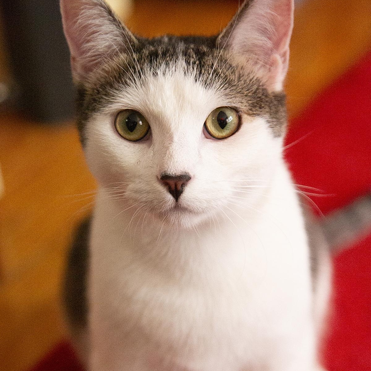 Meowgritte (& Pablo), a ADOPTABLE Domestic Short Hair in Chicago, IL image 4/6