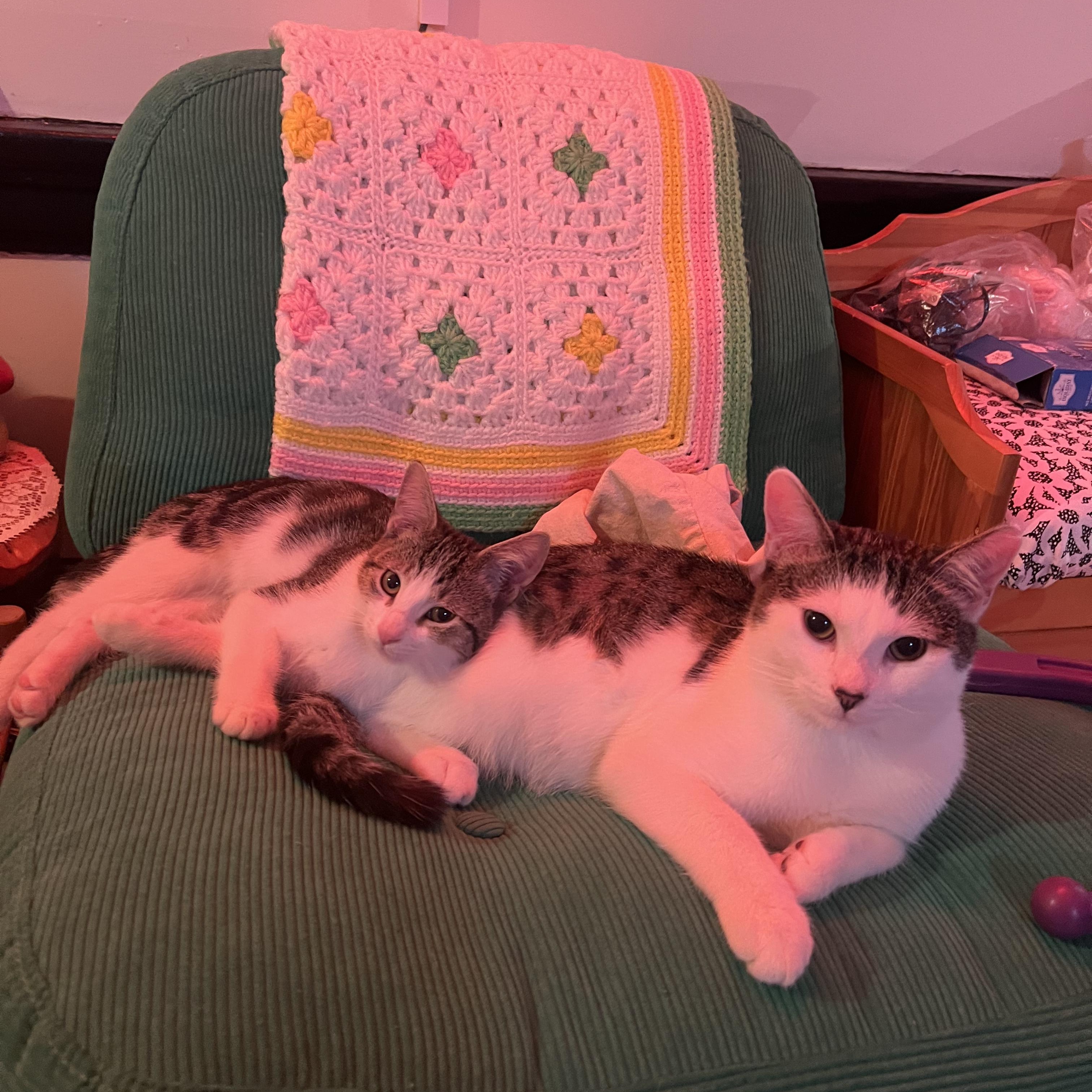 Meowgritte (& Pablo), a ADOPTABLE Domestic Short Hair in Chicago, IL image 6/6