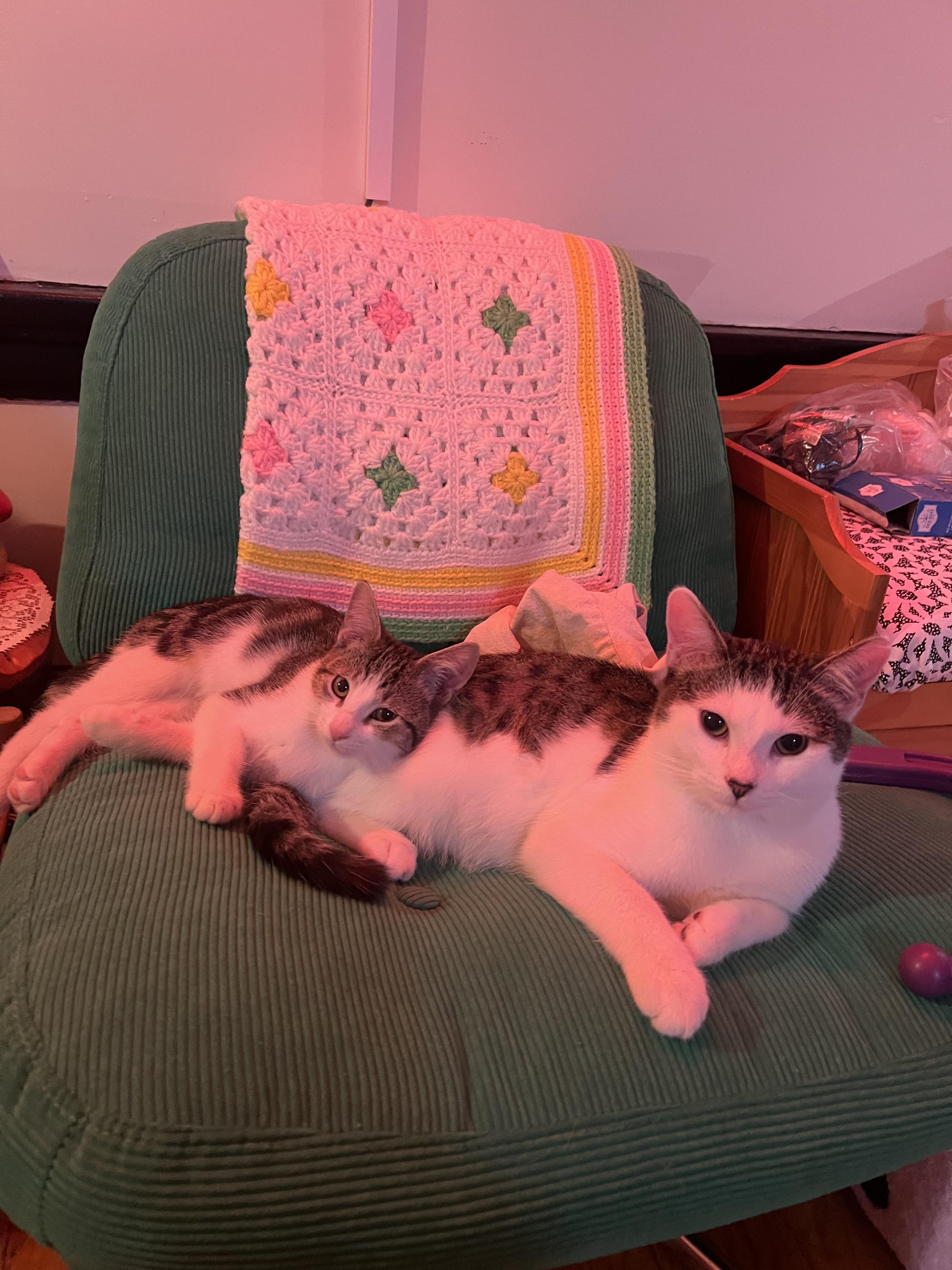 Enlarge Meowgritte (& Pablo), a ADOPTABLE Domestic Short Hair in Chicago, IL image 2/3