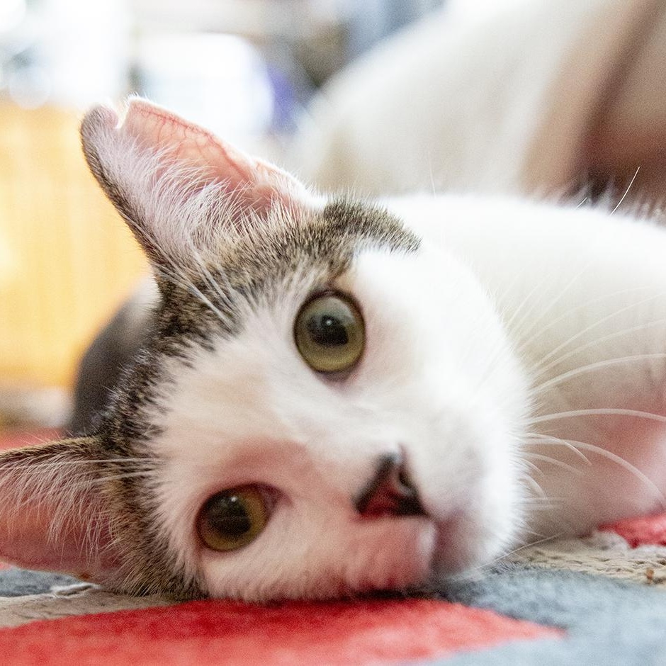 Meowgritte (& Pablo), a ADOPTABLE Domestic Short Hair in Chicago, IL image 2/6