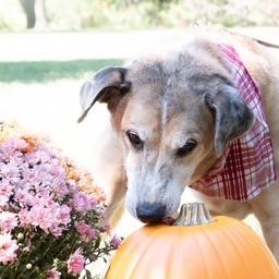 Athena — thumbnail 3