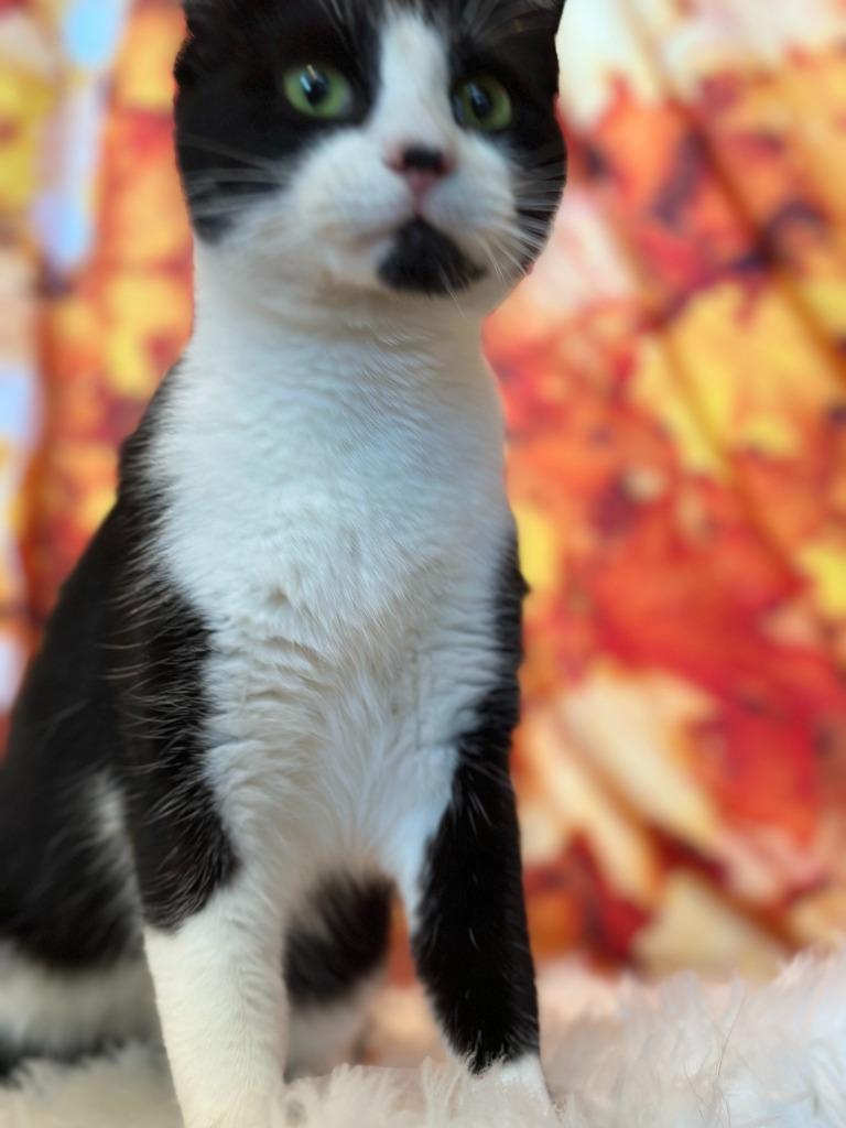 CHATTY CATTY, Adoptable, Young Female Domestic Short Hair.