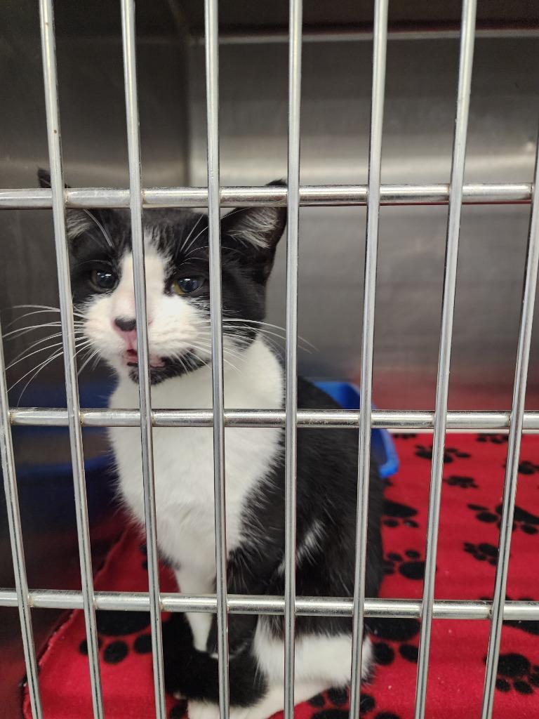 CHATTY CATTY, Adoptable, Young Female Domestic Short Hair.