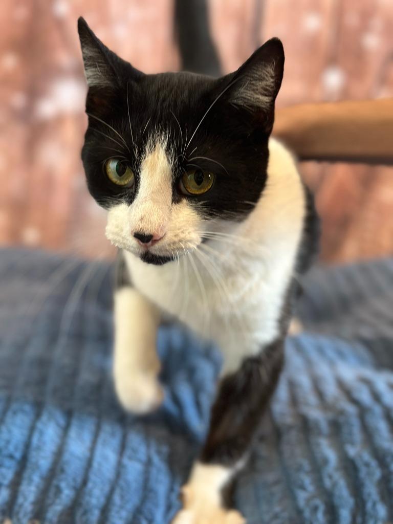 Enlarge CHATTY CATTY, a Adoptable mixed breed in Athens, AL image 3/6