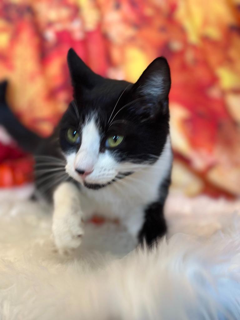 Enlarge CHATTY CATTY, a Adoptable mixed breed in Athens, AL image 4/6