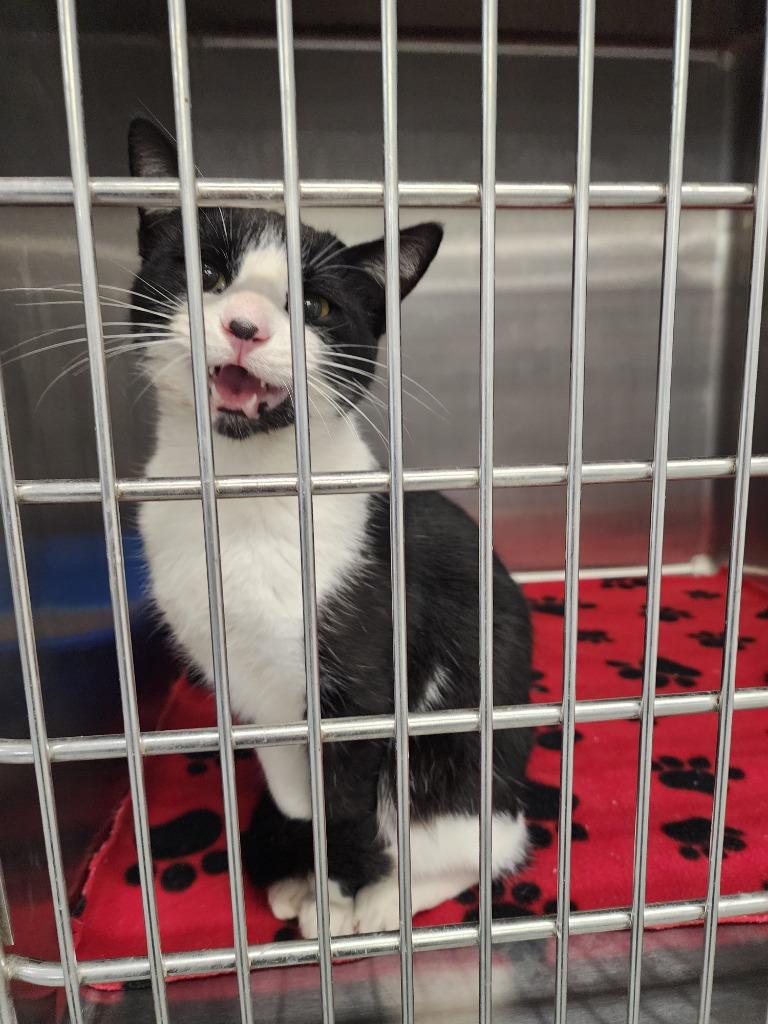 Enlarge CHATTY CATTY, a Adoptable mixed breed in Athens, AL image 4/6