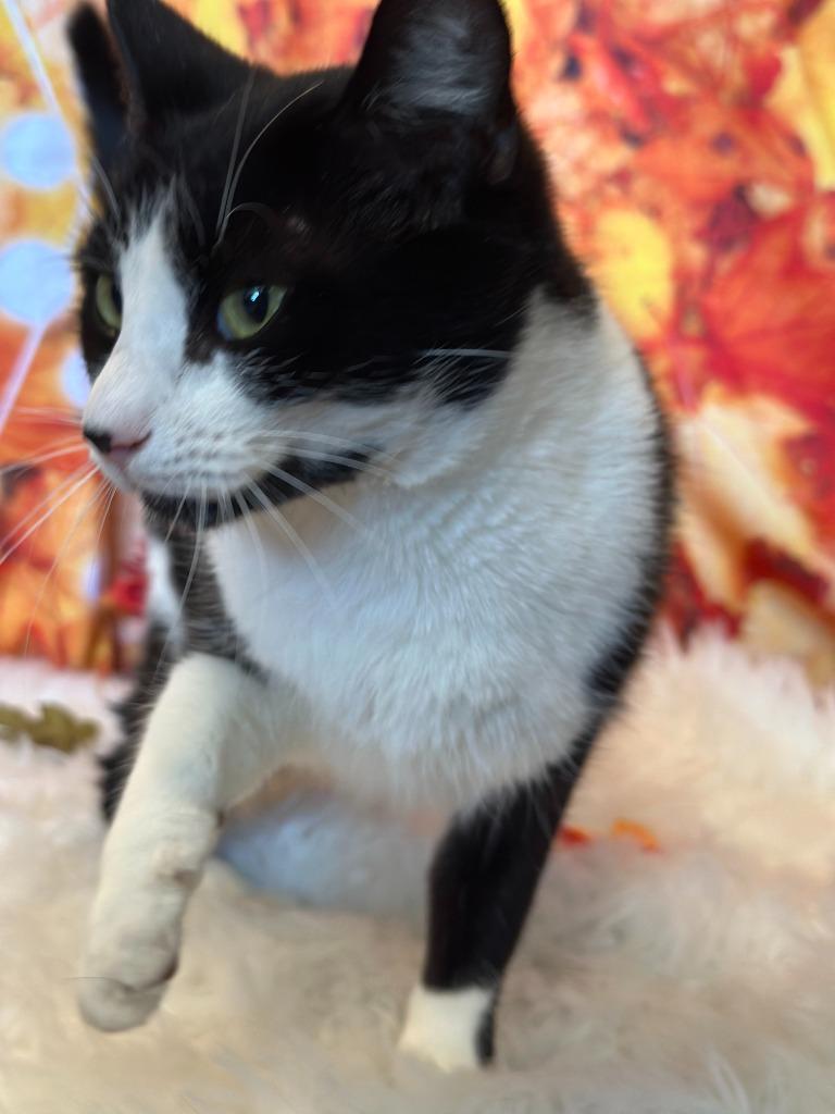 Enlarge CHATTY CATTY, a Adoptable mixed breed in Athens, AL image 5/6