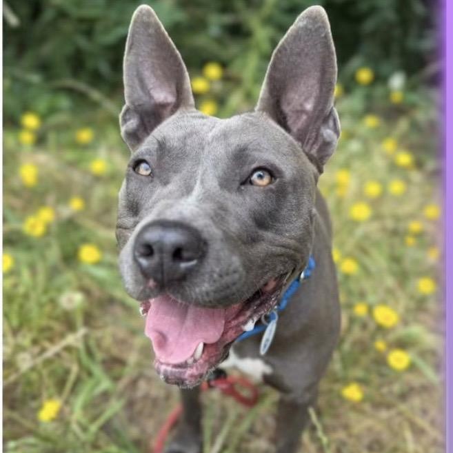 Jackie, ADOPTABLE, Adult Female Pit Bull Terrier.