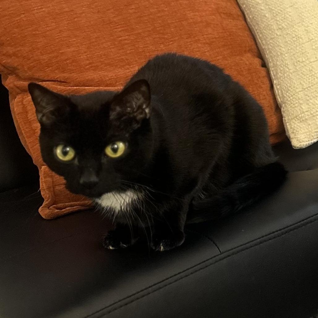 Enlarge Peewee, a Adoptable American Shorthair in Winston-Salem, NC image 1/1