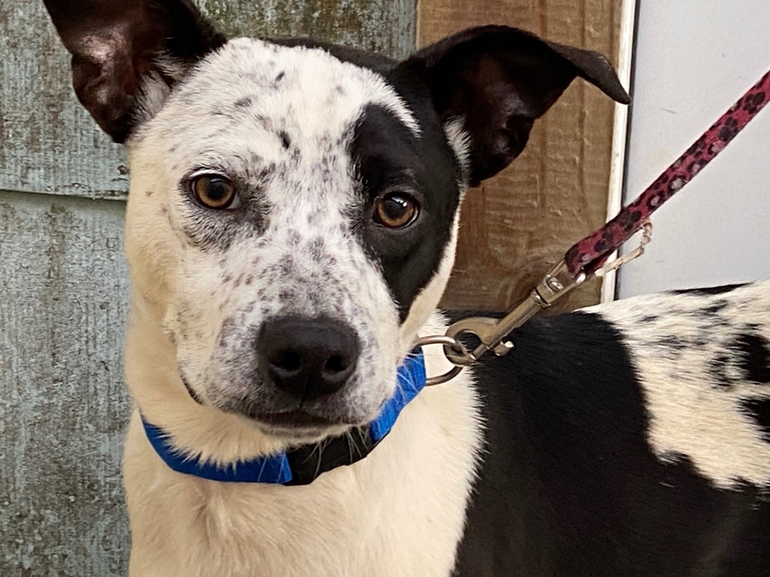 Jimmy-John, a Adoptable mixed breed in Beaumont, TX image 1/4