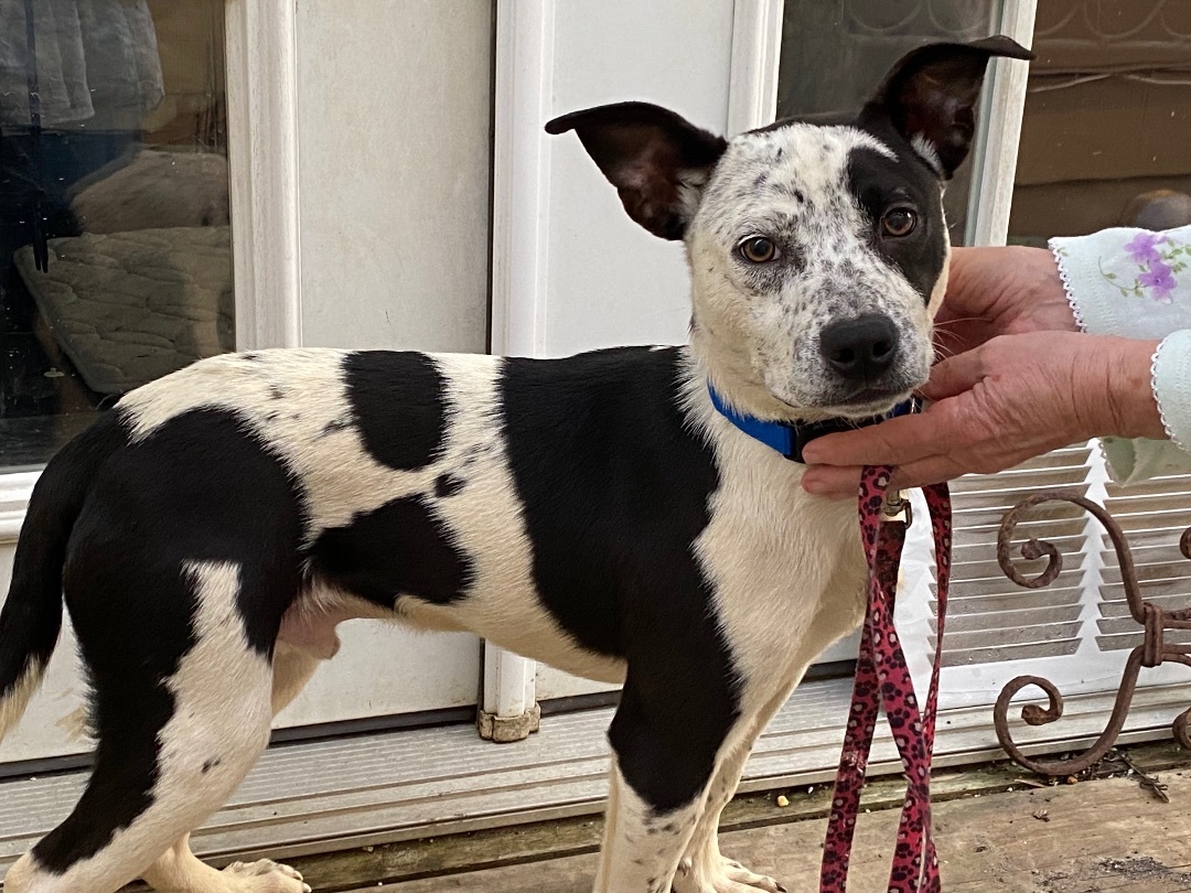 Jimmy-John, a Adoptable mixed breed in Beaumont, TX image 2/4