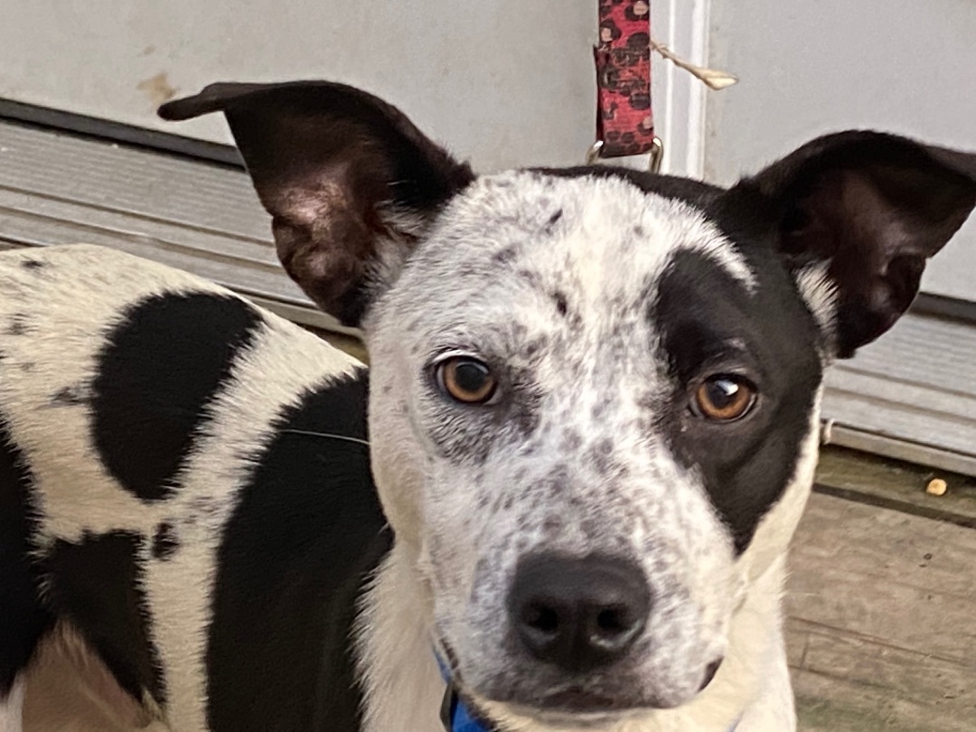 Jimmy-John, a Adoptable mixed breed in Beaumont, TX image 3/4