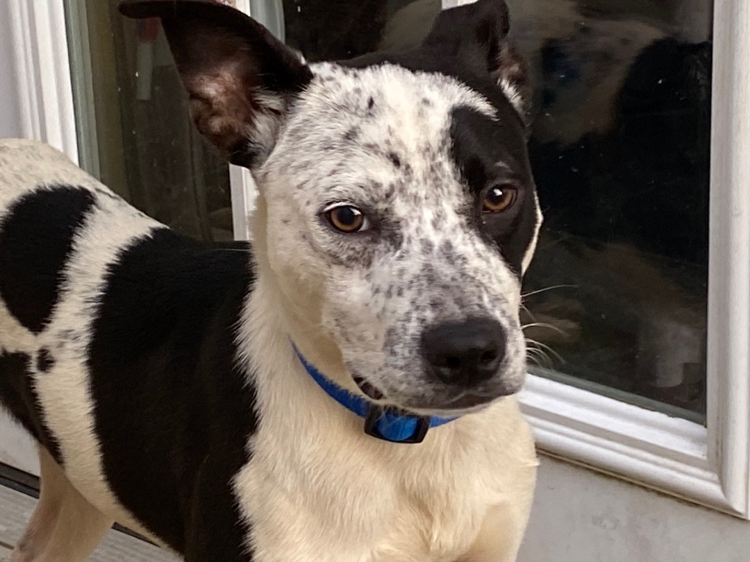 Jimmy-John, a Adoptable mixed breed in Beaumont, TX image 4/4