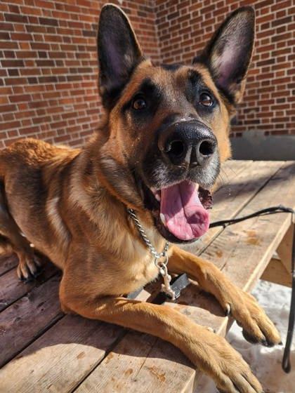 Tao, Adoptable, Adult Male Mixed Breed & Mixed Breed.