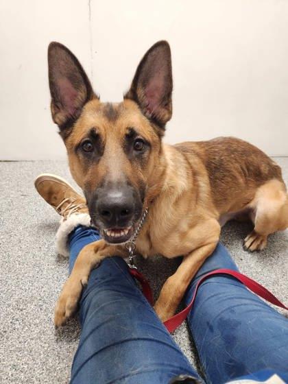 Enlarge Tao, a Adoptable mixed breed in Montreal, QC image 2/3