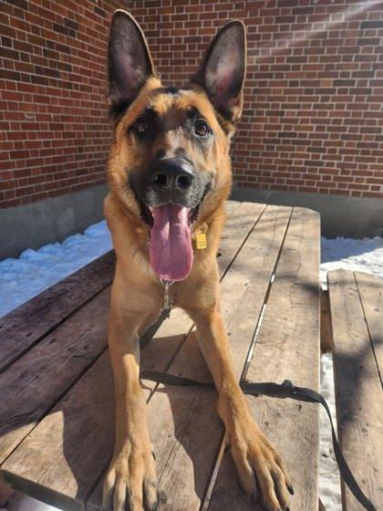 Enlarge Tao, a Adoptable mixed breed in Montreal, QC image 3/3