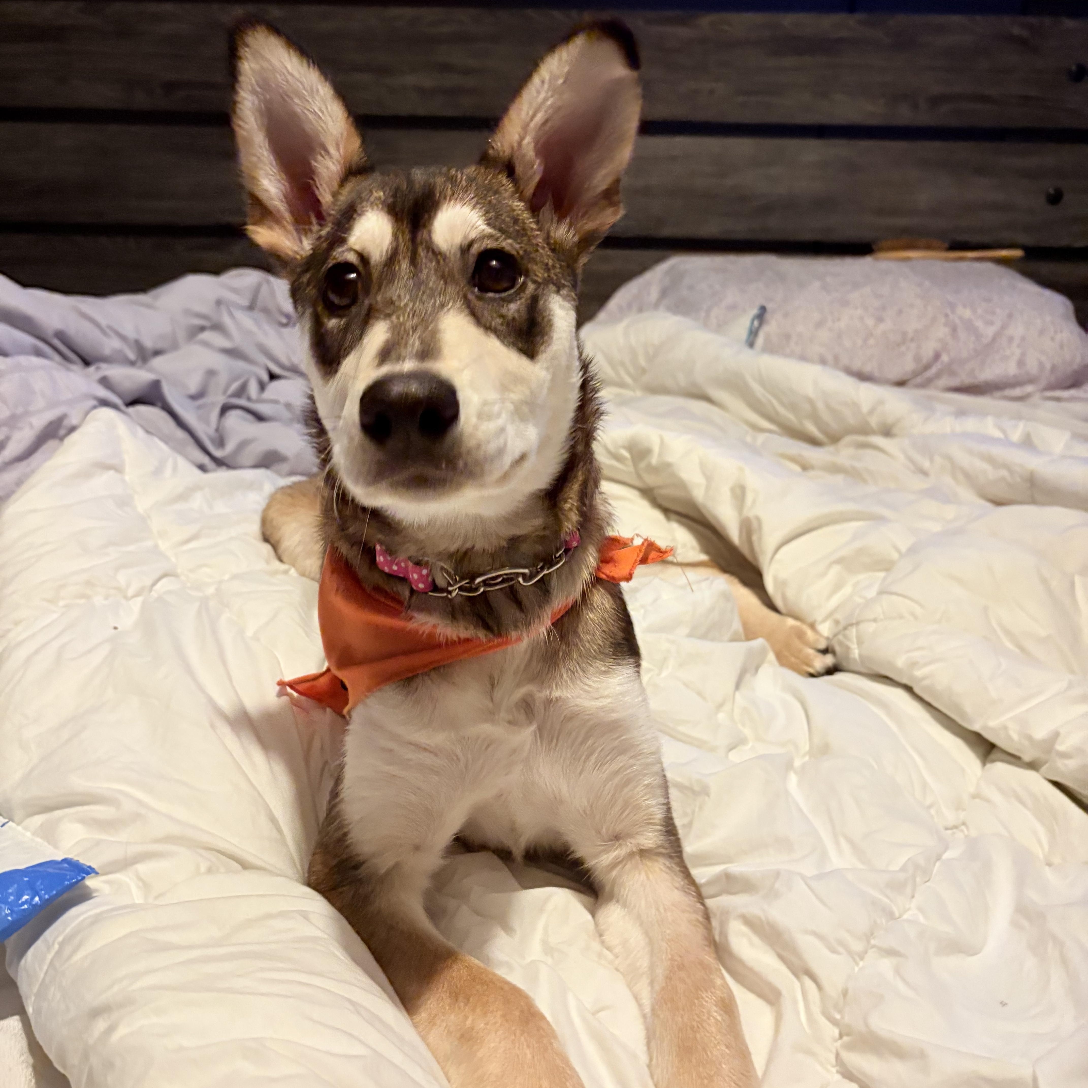 Enlarge Boo, a ADOPTABLE Mixed Breed in Saskatoon, SK image 3/6