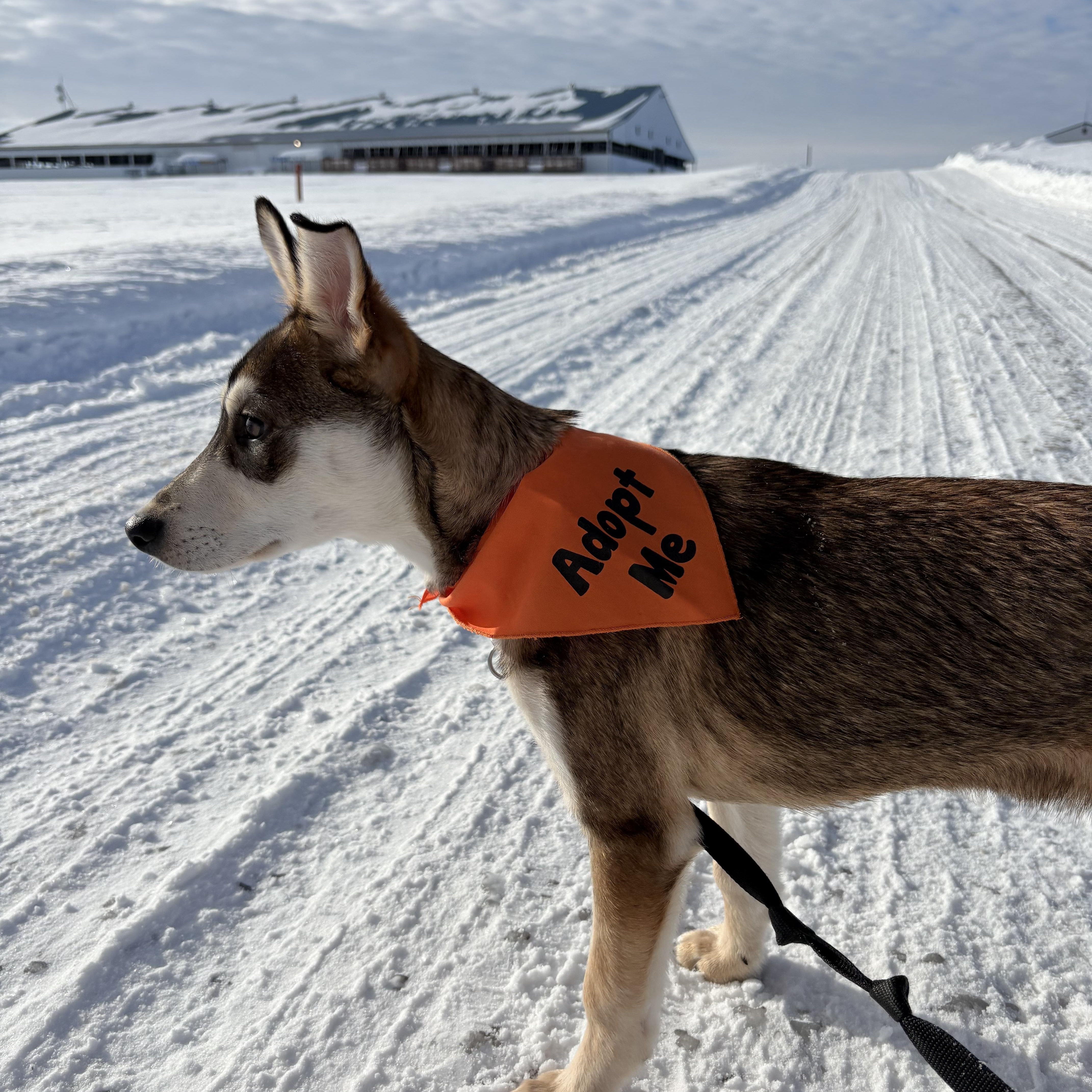 Enlarge Boo, a ADOPTABLE Mixed Breed in Saskatoon, SK image 2/6
