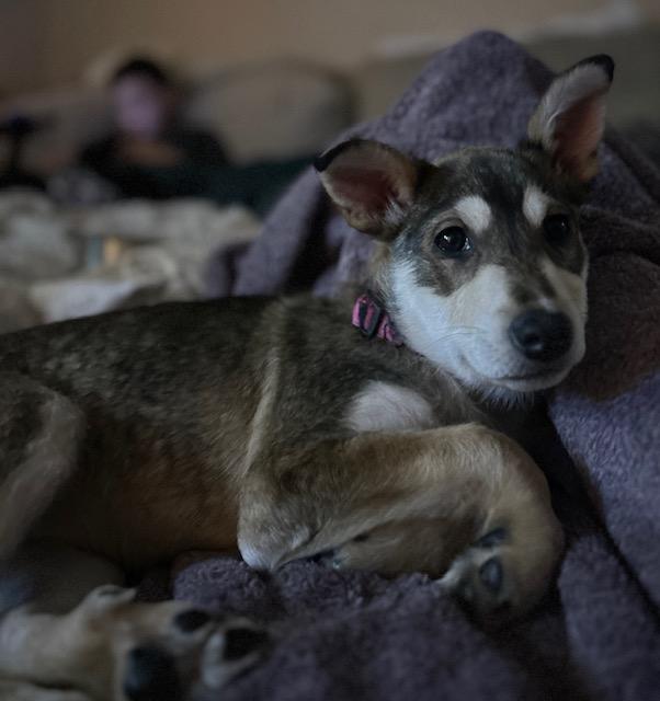 Enlarge Boo, a ADOPTABLE Mixed Breed in Saskatoon, SK image 3/6