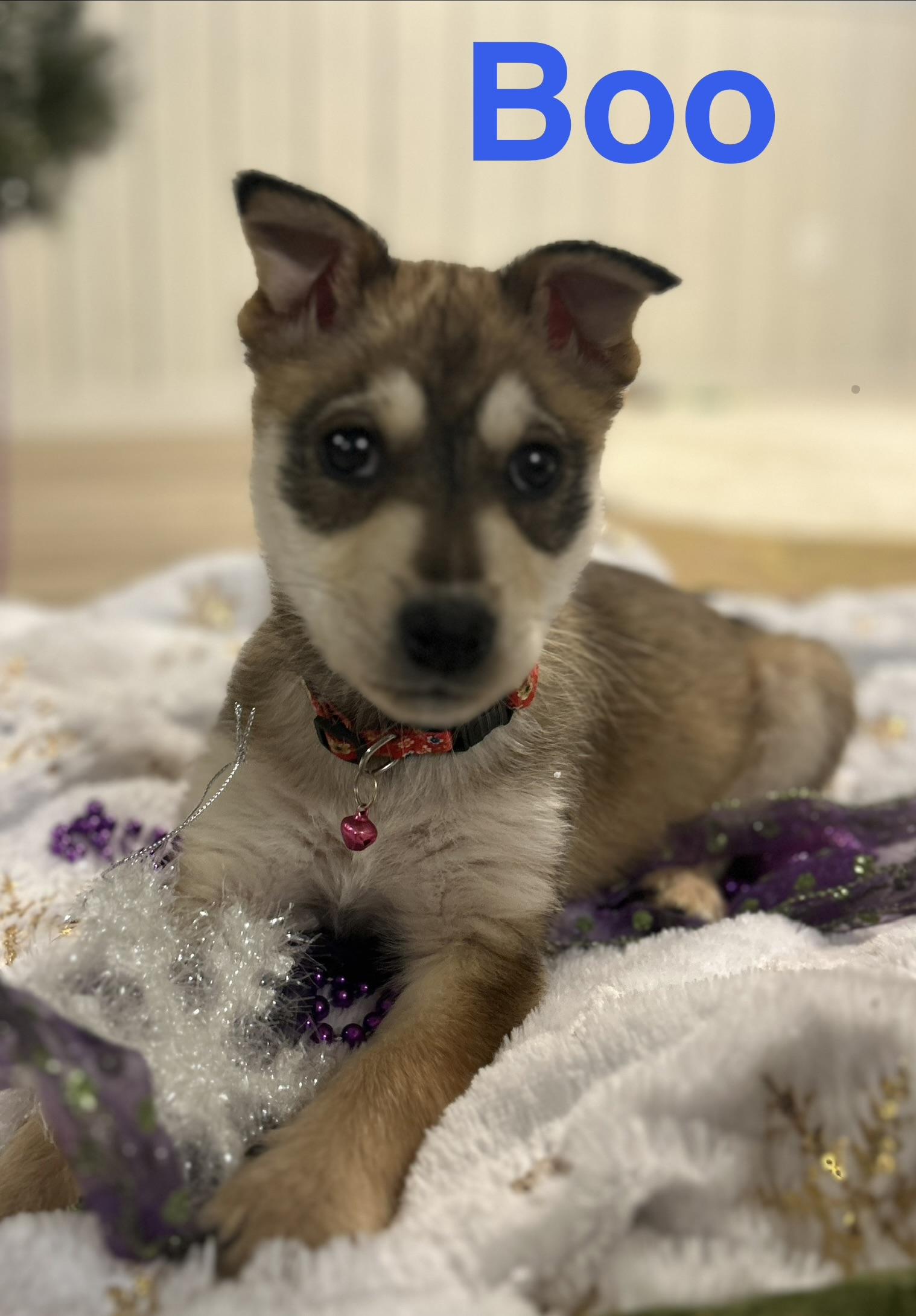 Enlarge Boo, a ADOPTABLE Mixed Breed in Saskatoon, SK image 5/6