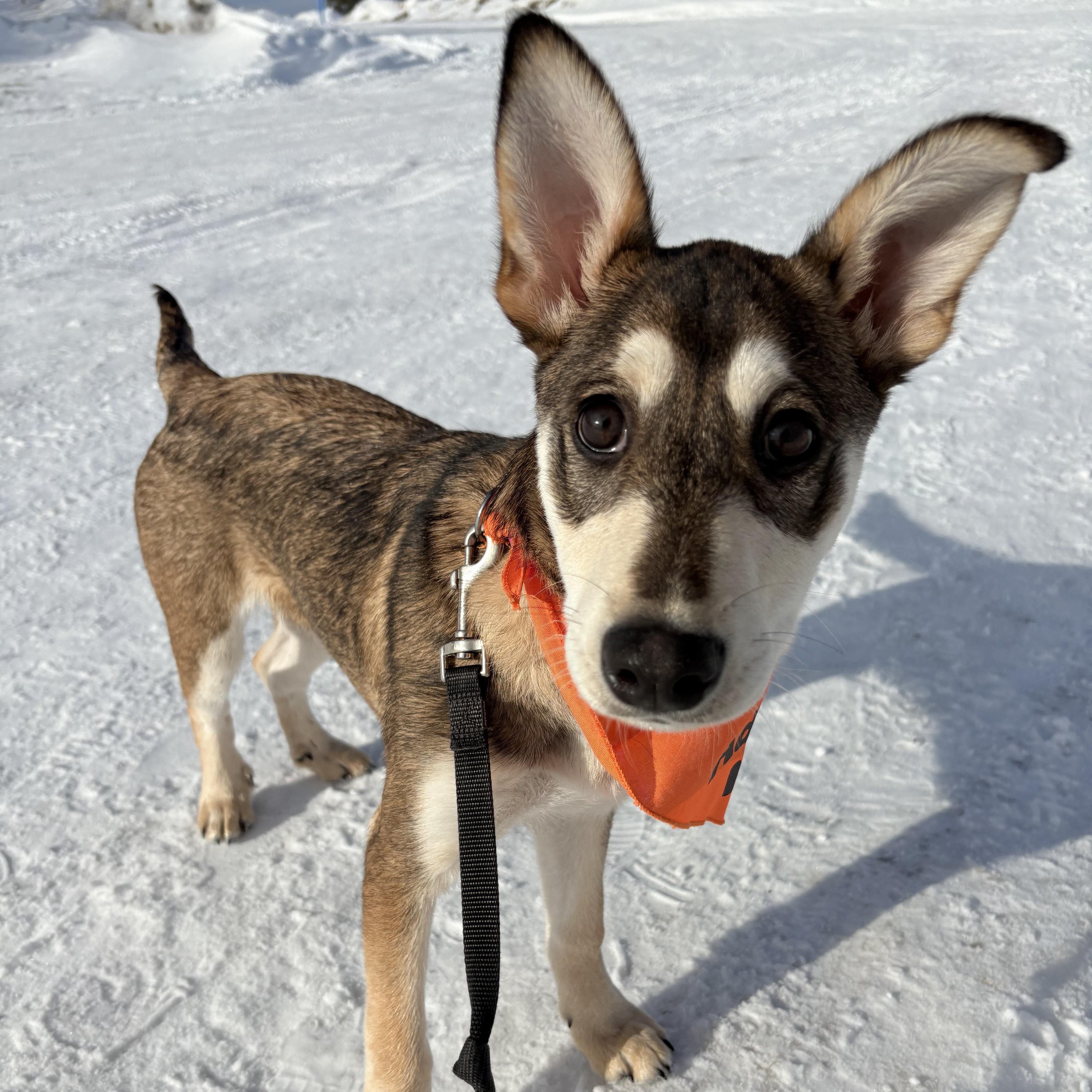 Enlarge Boo, a ADOPTABLE Mixed Breed in Saskatoon, SK image 1/6