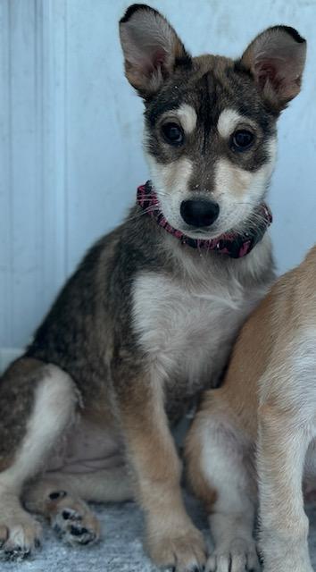 Boo, ADOPTABLE, Puppy Female Mixed Breed.