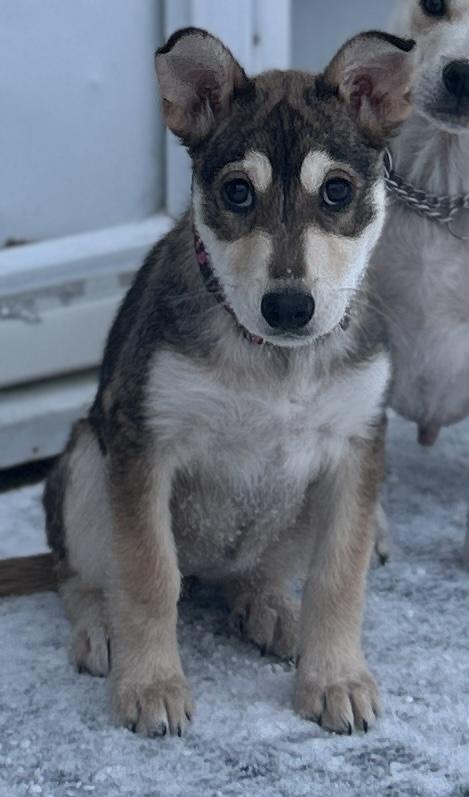 Enlarge Boo, a ADOPTABLE Mixed Breed in Saskatoon, SK image 4/6