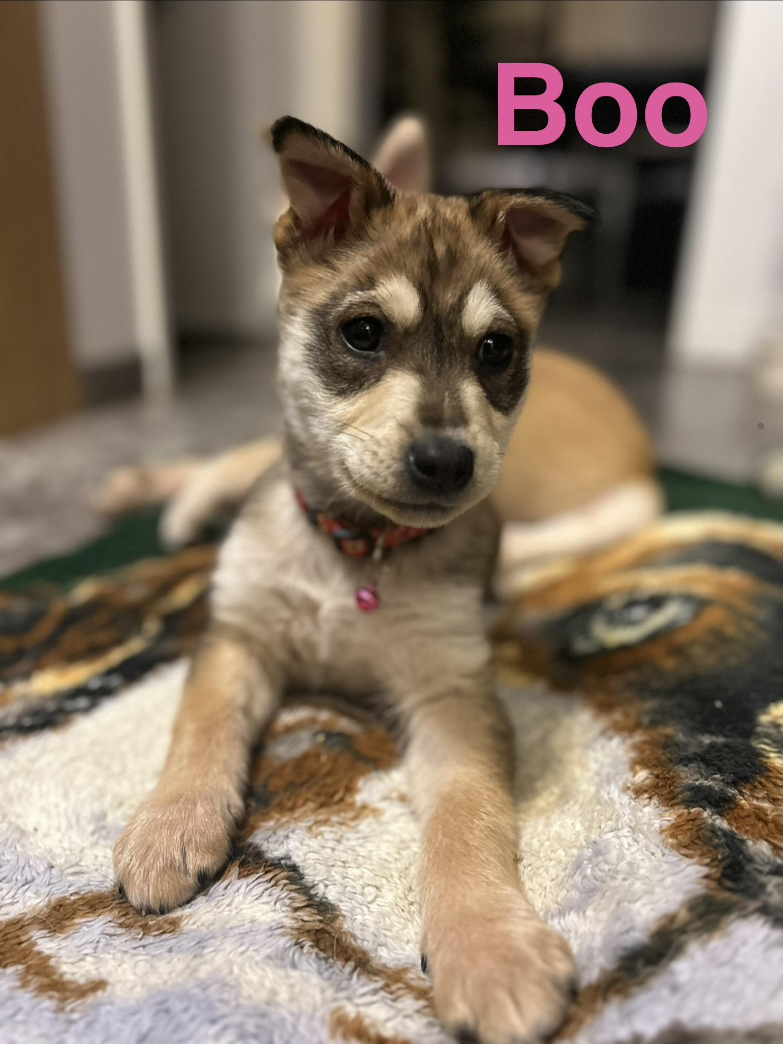 Enlarge Boo, a ADOPTABLE Mixed Breed in Saskatoon, SK image 6/6
